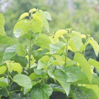 桑叶 新鲜桑叶嫩桑叶 大别山野生新鲜嫩桑叶 蚕宝宝桑叶 新鲜桑叶 1斤装