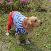 大狗衣服 金毛衣服夏阿拉斯加宠物防掉毛四脚衣 狗衣服中大型犬薄 蓝白条(薄款四脚衣) 30码(胸围74 背长58)