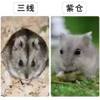 宠物小仓鼠活体三线熊金丝熊宝宝布丁紫仓奶茶牛熊小仓鼠宠物一只 性别:母[送] 仓鼠宝宝必备营养膏(无仓鼠)