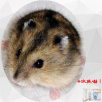 小宠物仓鼠金丝熊宝宝布丁紫仓奶茶奶牛熊小仓鼠活体宠物一只 性别:公 三线仓鼠+冰袋