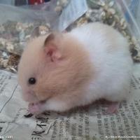 金丝熊活物宠物用品笼子木屑鼠粮套装有售[8月23日发完] 金丝 一个冰袋四川省内