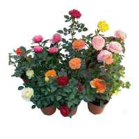 (盲盒)玫瑰月季盆栽欧洲月季玫瑰花盆栽花卉随机惊喜 130盆一盆
