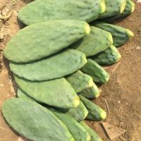 仙人掌种植种片米邦塔仙人掌绿植多肉盆栽嫁接蟹爪兰蟹爪莲砧木 1片厚片大约1斤重 食用或种植