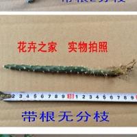 仙人掌植物,[仙人牡丹] .开花很漂亮 带根无分支10厘米高左右