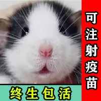 飞象耳花枝鼠活物宠物暹罗鼠哈土奇宿舍宠物花枝鼠幼崽金丝熊仓鼠【8月30日发完】 盲盒