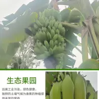 云南香蕉批发自然熟当季新鲜水果整箱大香蕉3/5/10斤非小米蕉 试吃3斤小蕉