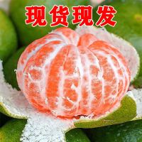 现摘蜜桔新鲜水果青皮桔子橘子薄皮无籽柑橘当季应季孕妇水果批发 精选装 [净重3斤]尝鲜款 现摘现发