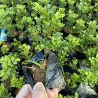 米兰花盆栽室外阳台喜阳植物四季青开花不断芳香四溢净化空气花卉 米兰（1年苗塑料袋）