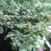 微型阳台系列月季花苗耐热丰花重瓣多头四季开花庭院欧月玫瑰盆栽 葵2