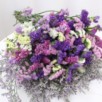 云南鲜花勿忘我干花花束小清新家居摆设客厅插花天然真花基地直发 6色混搭(店主推荐) 20厘米10支(体验款)