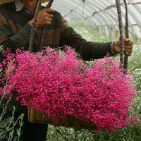 云南大束满天星干花花束清新装饰花束家居客厅摆设摆件农基地直发 玫红 满天星 半斤(半干)10支左右50公分长