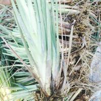 新鲜香茅草苗 柠檬草种苗 盆栽 泰国冬阴功香茅苗 带根带泥土发货 8棵(或者8棵一丛)