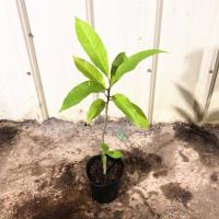 白兰花盆栽 白兰花树苗 白玉兰树苗 白玉兰盆栽 黄兰树苗 紫玉兰 黄兰(2年苗)