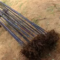 庭院盆栽彩色竹子苗紫竹苗紫竹根紫竹叶青竹苗毛竹金镶玉竹罗汉竹 青竹粗约1cm高1.2米 不含盆