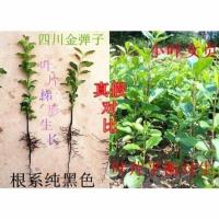 【带盆发货】四川金弹子小树苗盆栽公母开花结果品种练手熟桩盆景 素材苗母苗圆果1颗 母苗原士球发