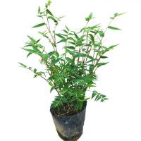 米竹苗盆栽凤尾竹观音竹观赏竹子庭院客厅阳台小型竹子凤尾竹盆景 米竹10棵左右连体(土球发货)