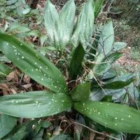 端午节粽叶洒金一叶兰秧苗耐寒冻庭院绿化工程客厅办公室用好养[8月19日发完] 现挖1棵送1颗发2棵