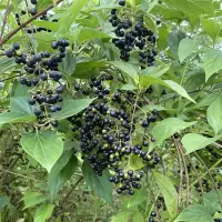 正宗豆腐柴苗 观音柴树苗种子神仙斑鸠翡翠绿豆腐凉粉臭黄荆腐婢 豆腐柴种子:50粒