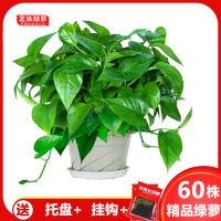 绿萝花卉盆栽除甲醛吊兰办公室客厅水培植物室内长藤批发绿箩 180精品绿萝1盆+2肥 120-180代表花盆直径（mm）