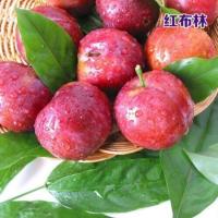 黑霸王李子树苗嫁接荷兰黑巨李子苗南北方四季种植盆地栽当年结果 红布林 当年结果苗[1棵装 不送苗]