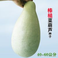 巨型葫芦种子特大观赏文玩葫芦种籽大小亚腰盆栽庭院四季蔬菜 棒槌菜葫芦种子10粒