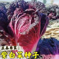 十八斤大白菜种子山东白菜籽冬季四季播大白菜抗病高产蔬菜白菜子 新品(紫白菜种子营养有机) (原包装)600粒