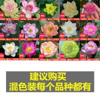 [7天发芽]无土水培碗莲花种子水养生植物睡莲荷花盆栽四季花卉 组合[全部品种] 8粒[不送东西]不划算