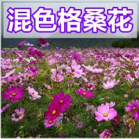 耐寒多年矮生野花组合波斯菊种子四季易种格桑花籽庭院室外百日草 七彩格桑花1000粒+2包肥