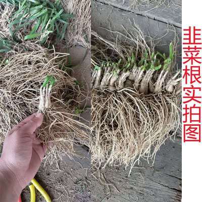 新韭菜根紫根韭菜苗蔬菜室内盆栽植物阳台种菜院里栽种蔬菜苗 韭菜根半斤[约50到80棵]