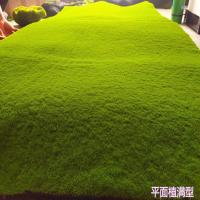仿真青苔藓草皮草坪植物景观绿色植物场景橱窗展示盆景盆栽水族品 平面植满30*30厘米