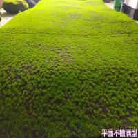 仿真青苔草皮草坪苔藓商场墙贴花墙植物墙盆景盆栽假苔藓橱窗花艺 30x30厘米平面不植满