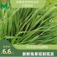 提摩西鲜草现割 兔子龙猫荷兰猪豚鼠牧草新鲜北提 新鲜提草200g