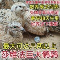 沙维法巨大鹌鹑种蛋可孵化受精蛋巨型鹌鹑受精种蛋20粒 沙维法巨大鹌鹑种蛋可孵化受精蛋巨型鹌鹑受精种蛋20粒