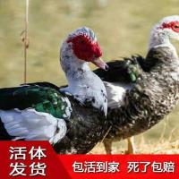 鸭子活体黑番鸭白番鸭大种麻鸭小鸭子苗土鸭产蛋鸭西洋鸭批发[8月30日发完] 黑番鸭苗1只价(买十送十)