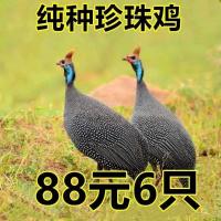 散养珍珠鸡活体脱温苗半大真珠鸡小鸡仔幼苗仔苗批发活体芦花[8月11日发完] 鸡通用饲料[一斤]