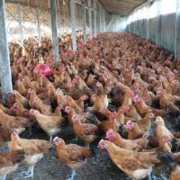 农家散养下蛋母鸡半斤鸡草鸡三黄鸡笨鸡麻羽蛋鸡一斤土鸡中鸡活苗 半斤左右土鸡4只送2只(1公5母)