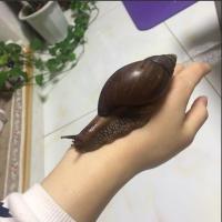 非州大蜗牛自养蜗牛巨型活体宠物家养懒人小孩子的小伙伴宠物蜗牛 6到8厘米