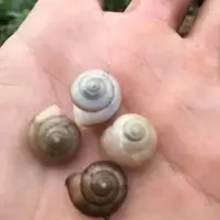 小型蜗牛活体宠物学生教学.小型宠物蜗牛活体宠物学生七彩小型 1厘米以内3个