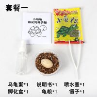 小乌龟蛋可孵化中华草龟小墨龟巴西龟珍珠龟花龟宠物龟活体受精蛋 一枚受精蛋(小圆孵化盒) 中华草龟(墨龟)