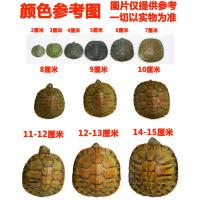 小乌龟活体龟活物宠物迷你招财镇宅观赏长寿龟小宠特大一对情侣龟 免费龟粮 2-3厘米(情侣2只)