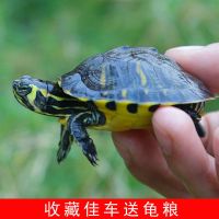 深水乌龟活体鱼缸混养冷水长寿龟宠物观赏小乌龟招财一对黄耳淡水 3到4厘米终极深水龟 精品一只吉祥如意