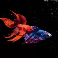 泰国斗鱼活体半月狮王马尾斗鱼抱卵母鱼活体热带鱼观赏小型鱼 特惠随机色马尾公1条