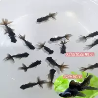 锦鲤观赏鱼兰寿金鱼活体不加热好养草鱼小鱼苗冷水鱼淡水耐活 黑龙睛1条(2-4厘米)