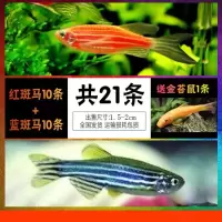 [42条]小型米奇鱼活体胎生鱼斑马鱼淡水金苔鼠白云金丝鱼观赏鱼 红斑马+黑斑马各10条送金财1条