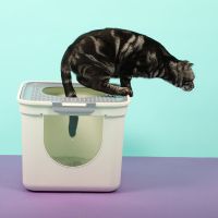 走廊式猫砂盆全封闭超大号隔臭防带砂幼猫厕所怡亲多可特 [顶入式]蓝绿色-20斤内 送猫砂铲