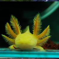 六角恐龙鱼冷水观赏鱼活体锦鲤金鱼耐活淡水鱼宠物鱼 中号黄金六角龙1只装