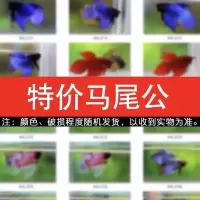 泰国斗鱼观赏鱼好养马尾狮王半月母斗鱼清道鱼夫热带鱼活体宠物鱼 随机马尾公 一条