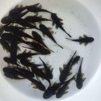 热带鱼缸清洁工观赏清道夫清理鱼缸热带清道夫好样的淡水鱼 2-4厘米黑夫三条包活两条