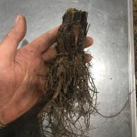 蕨类植物蕨铁线蕨平安蕨波斯顿蕨傅氏鸟巢蕨凤尾狼尾蕨绿植盆栽 蕨类一棵(小棵桩)