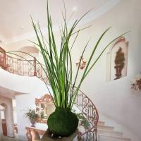 懒人植物好养苔藓球米竹姬翠竹菖蒲室内绿植小盆栽水培茶几庭院 胧月菖蒲苔藓球种好一杯